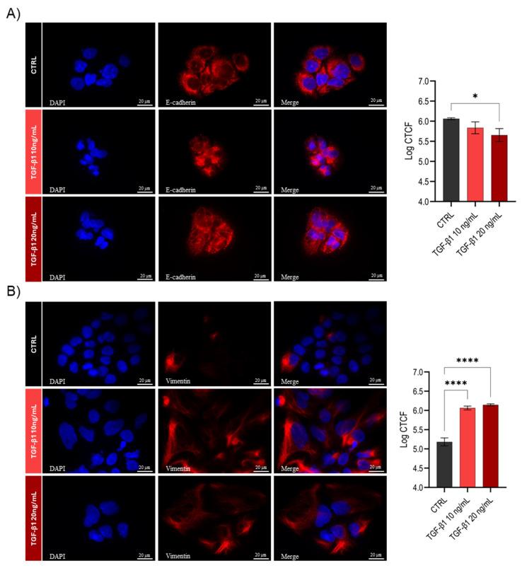 https://cdn.ncbi.nlm.nih.gov/pmc/blobs/290c/12384463/ce984e264a26/cells-14-01233-g002.jpg