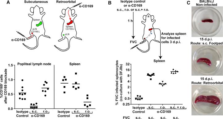 https://cdn.ncbi.nlm.nih.gov/pmc/blobs/2911/6331384/77aaf2a0d683/gr5.jpg
