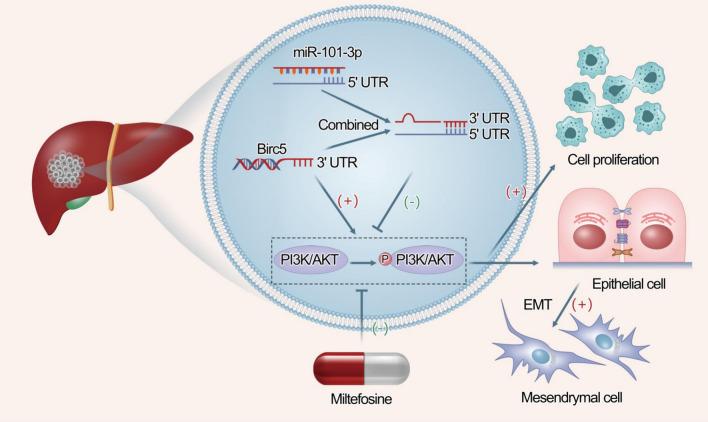 https://cdn.ncbi.nlm.nih.gov/pmc/blobs/2912/11923034/254868935ae3/10238_2025_1622_Fig6_HTML.jpg