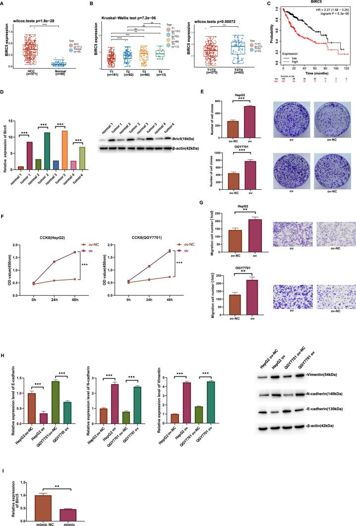 https://cdn.ncbi.nlm.nih.gov/pmc/blobs/2912/11923034/30075f83084e/10238_2025_1622_Fig2_HTML.jpg