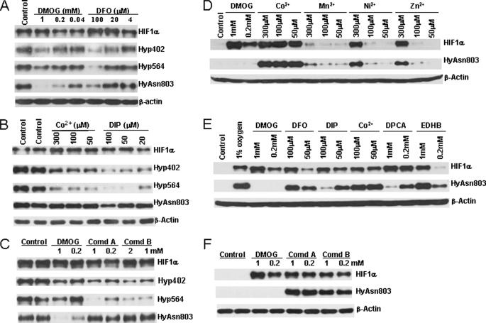 https://cdn.ncbi.nlm.nih.gov/pmc/blobs/2912/3075650/116f5eb83796/zbc0211158700006.jpg