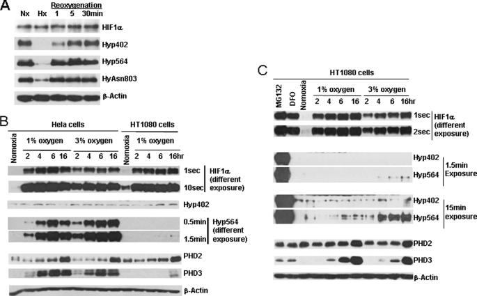 https://cdn.ncbi.nlm.nih.gov/pmc/blobs/2912/3075650/71c1f3bb8d7c/zbc0211158700005.jpg