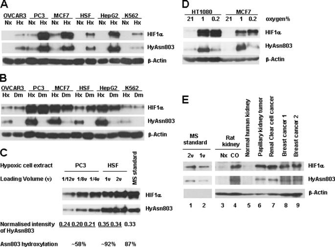 https://cdn.ncbi.nlm.nih.gov/pmc/blobs/2912/3075650/7429001be2b8/zbc0211158700003.jpg