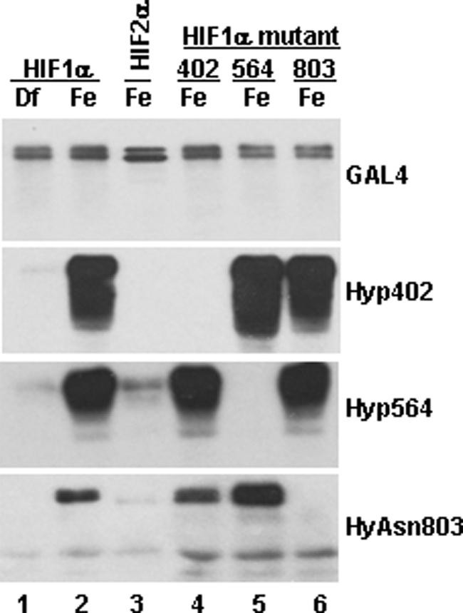 https://cdn.ncbi.nlm.nih.gov/pmc/blobs/2912/3075650/82a033e64f0a/zbc0211158700001.jpg