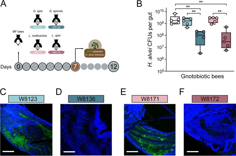 https://cdn.ncbi.nlm.nih.gov/pmc/blobs/2912/8729767/a211b6782f8a/spectrum.01896-21-f002.jpg