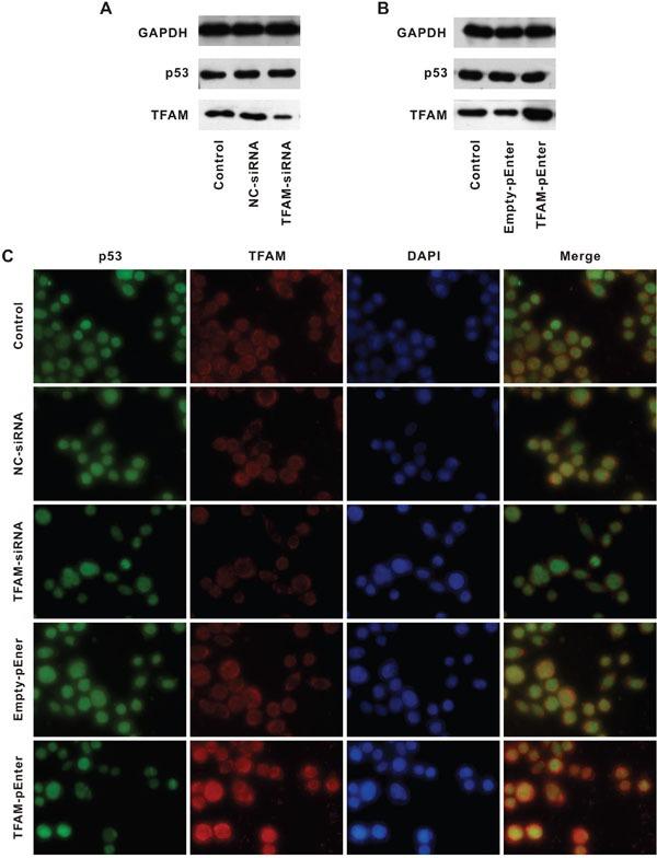 https://cdn.ncbi.nlm.nih.gov/pmc/blobs/2913/5342792/e7e2a67739e3/oncotarget-07-75981-g005.jpg