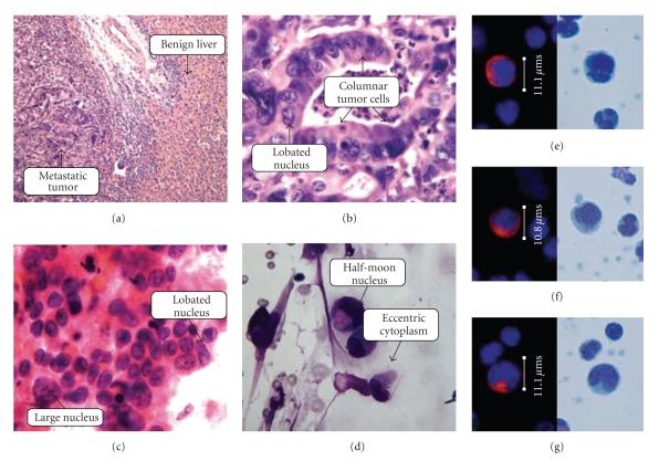 https://cdn.ncbi.nlm.nih.gov/pmc/blobs/2917/2810476/19fa5c32671b/JO2010-861341.004.jpg