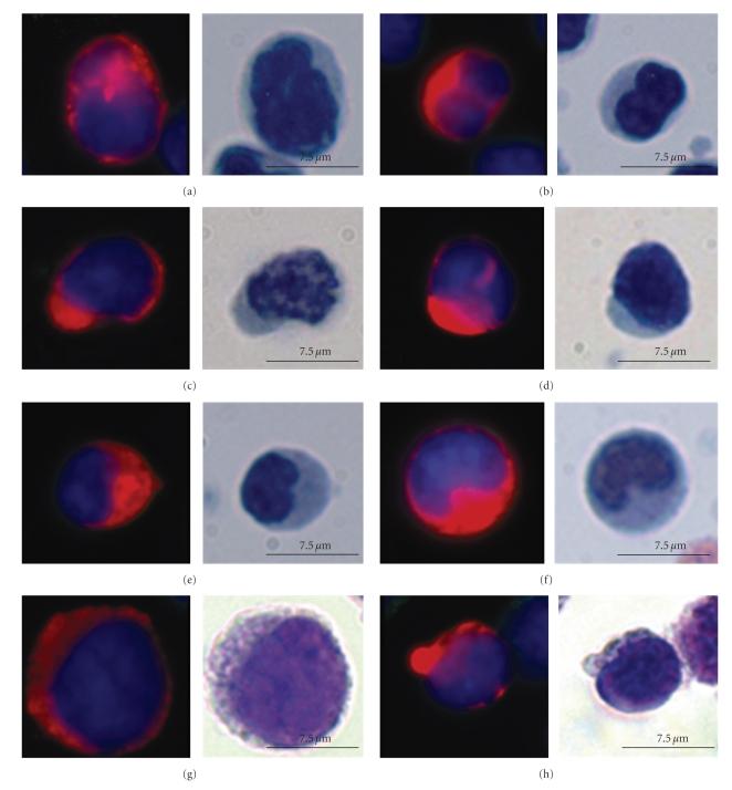 https://cdn.ncbi.nlm.nih.gov/pmc/blobs/2917/2810476/34bca6d6b962/JO2010-861341.003.jpg