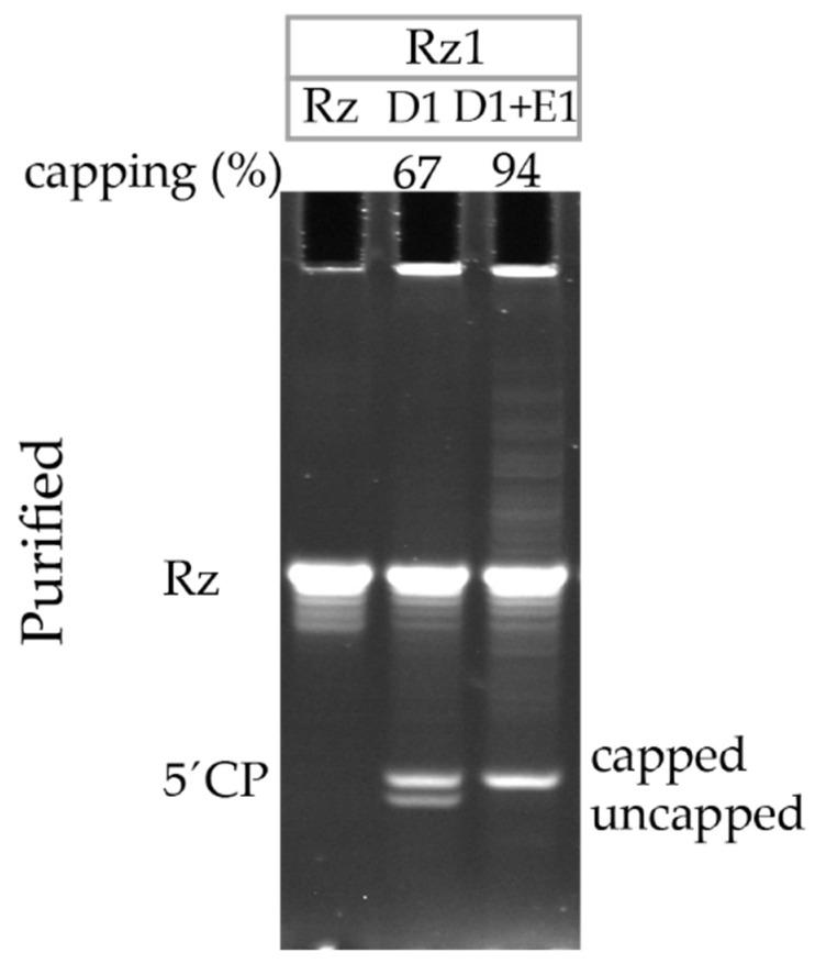 https://cdn.ncbi.nlm.nih.gov/pmc/blobs/2919/8879150/941b554ceda1/pharmaceutics-14-00328-g005.jpg