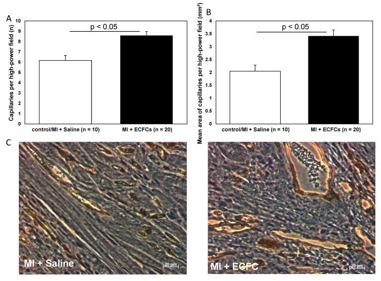 https://cdn.ncbi.nlm.nih.gov/pmc/blobs/291a/7140510/fc273b3115d7/cells-09-00588-g003.jpg
