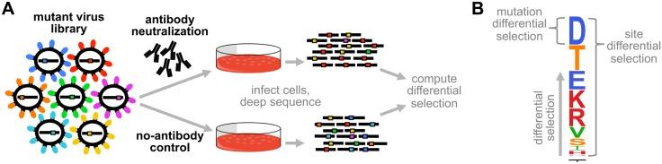 https://cdn.ncbi.nlm.nih.gov/pmc/blobs/291b/5363992/75f94c0165f1/ppat.1006271.g001.jpg