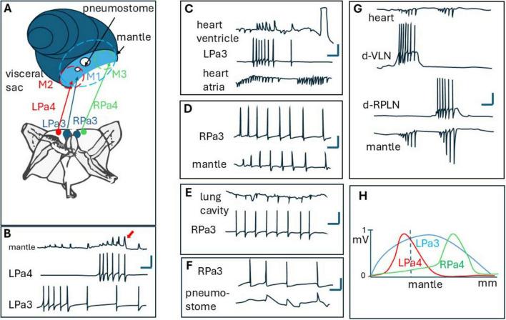 https://cdn.ncbi.nlm.nih.gov/pmc/blobs/291c/12287768/3259ea9f7fd0/fnhum-19-1612626-g005.jpg