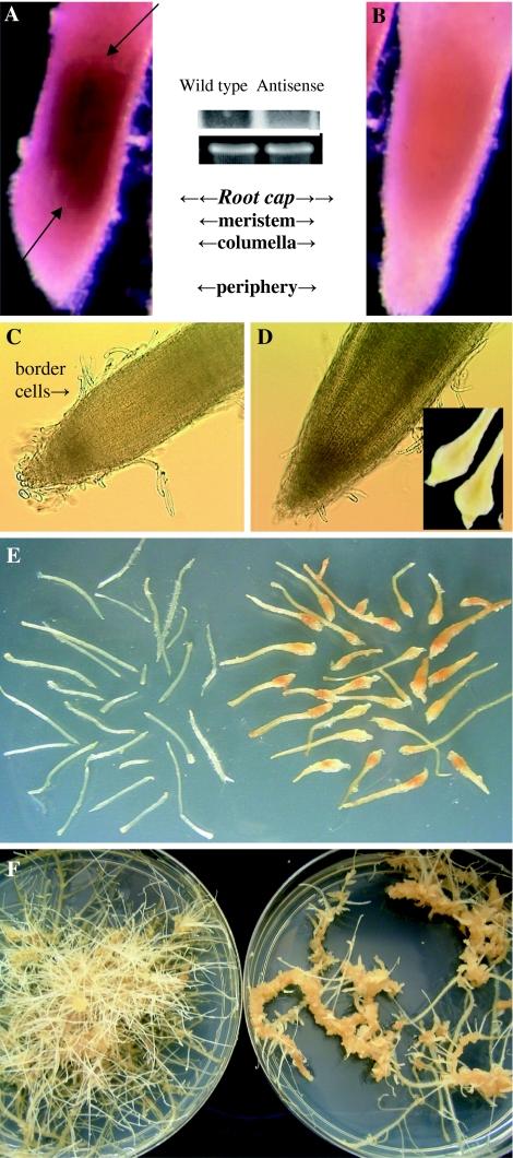 https://cdn.ncbi.nlm.nih.gov/pmc/blobs/291c/2755773/b73e6c674166/299_2008_530_Fig3_HTML.jpg