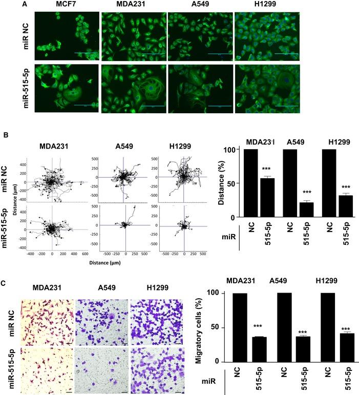 https://cdn.ncbi.nlm.nih.gov/pmc/blobs/291f/4818771/803e8e4531d2/EMBR-17-570-g002.jpg