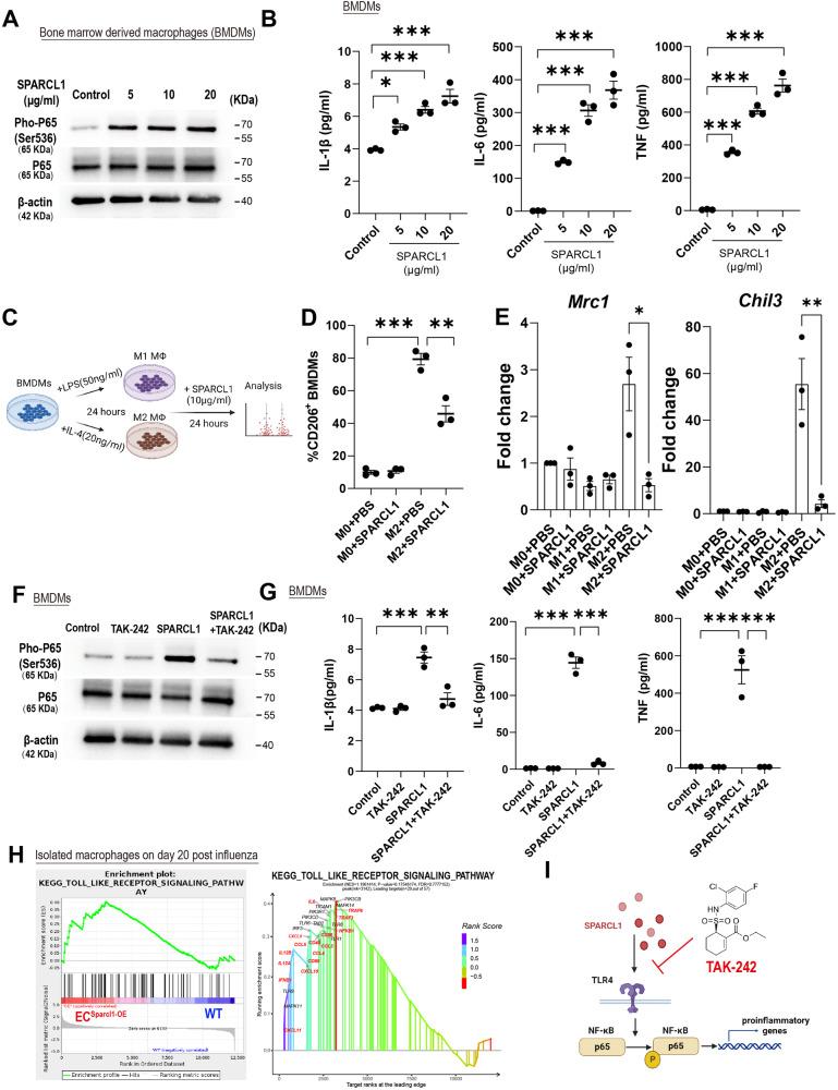https://cdn.ncbi.nlm.nih.gov/pmc/blobs/2923/11102455/102952869134/41467_2024_48589_Fig5_HTML.jpg