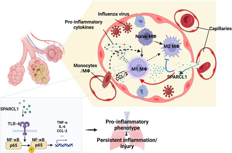 https://cdn.ncbi.nlm.nih.gov/pmc/blobs/2923/11102455/3944bfba4f9a/41467_2024_48589_Fig8_HTML.jpg