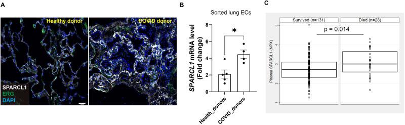 https://cdn.ncbi.nlm.nih.gov/pmc/blobs/2923/11102455/3e432278b725/41467_2024_48589_Fig7_HTML.jpg