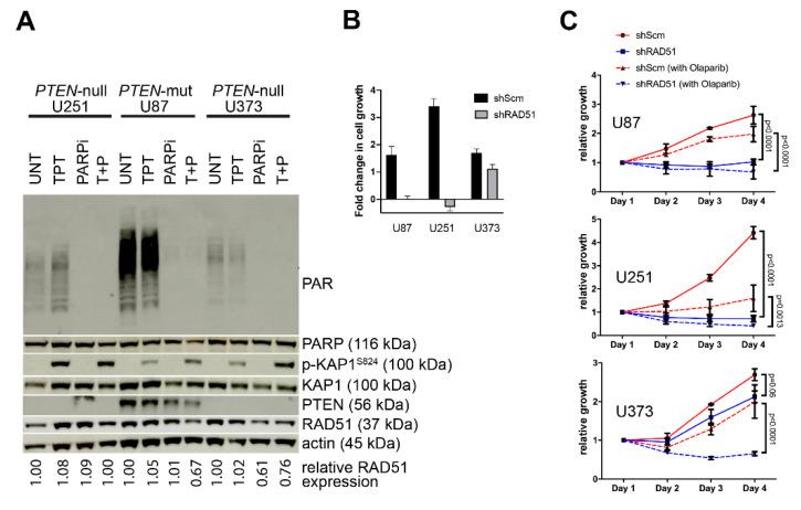 https://cdn.ncbi.nlm.nih.gov/pmc/blobs/2923/7693555/9e0941c12109/cancers-12-03178-g004.jpg