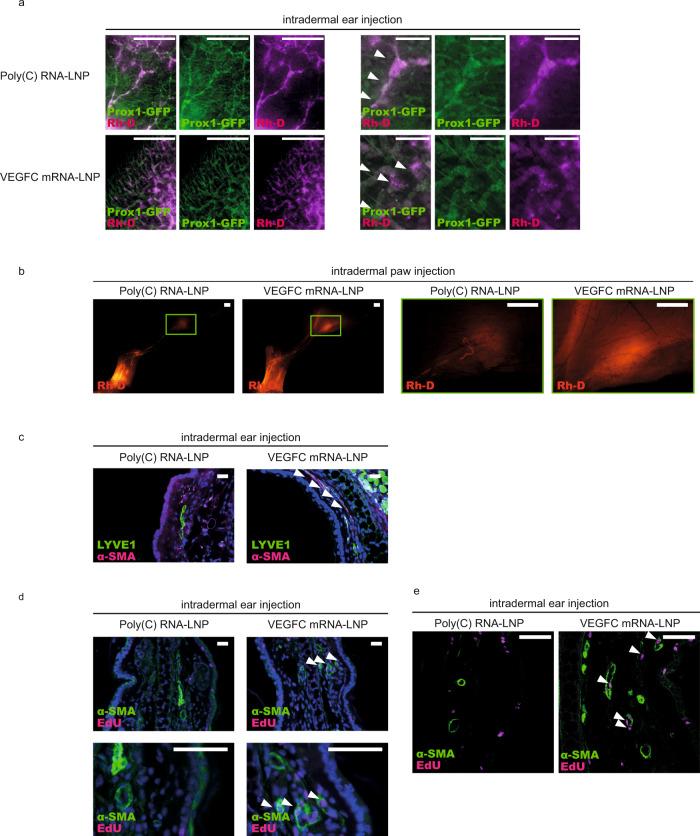https://cdn.ncbi.nlm.nih.gov/pmc/blobs/2923/8187400/b8ab7e610956/41467_2021_23546_Fig6_HTML.jpg