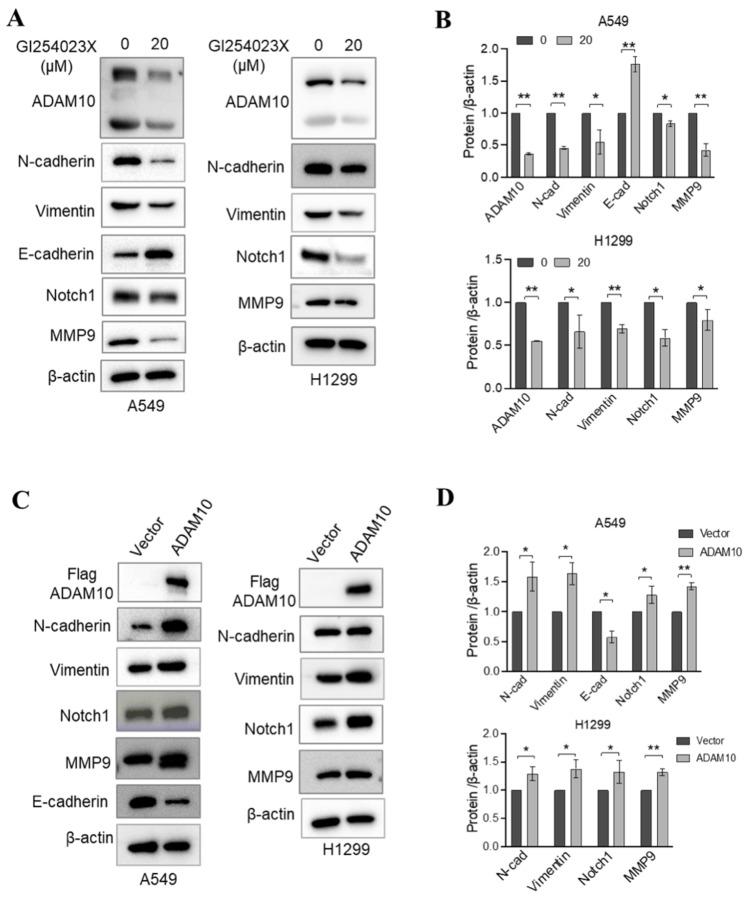 https://cdn.ncbi.nlm.nih.gov/pmc/blobs/2926/11843235/4e93dc364435/jcav16p1736g005.jpg