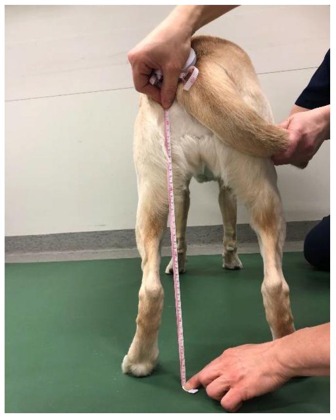 https://cdn.ncbi.nlm.nih.gov/pmc/blobs/2928/9265122/9934fd757c7f/animals-12-01631-g001.jpg