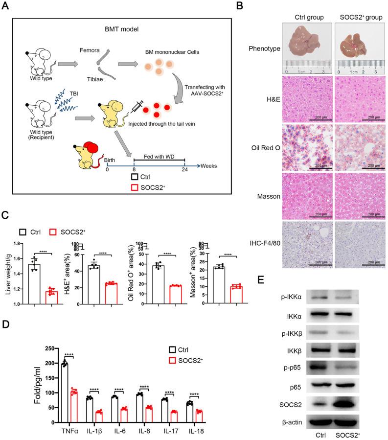 https://cdn.ncbi.nlm.nih.gov/pmc/blobs/292d/8579457/f4dec0c1390f/ijbsv17p4165g005.jpg