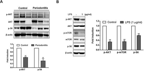 https://cdn.ncbi.nlm.nih.gov/pmc/blobs/292e/9290715/03b9ae614a70/JPER-93-380-g005.jpg