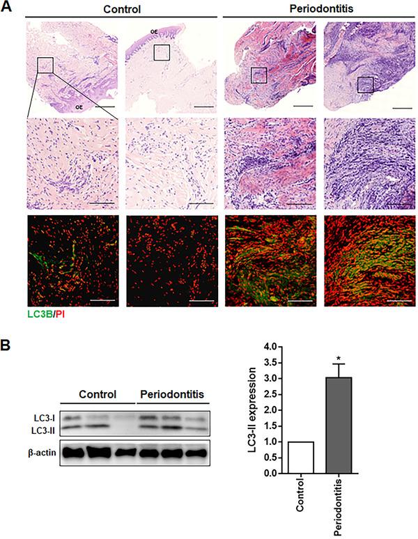 https://cdn.ncbi.nlm.nih.gov/pmc/blobs/292e/9290715/9ee82eb5cb82/JPER-93-380-g002.jpg