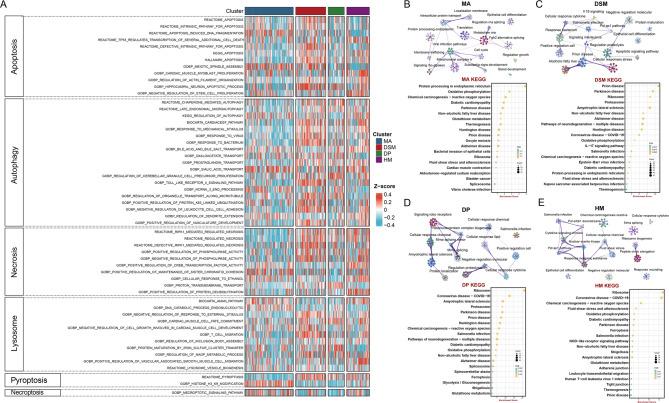 https://cdn.ncbi.nlm.nih.gov/pmc/blobs/2931/12175387/3e3d042d5088/12967_2025_6682_Fig4_HTML.jpg