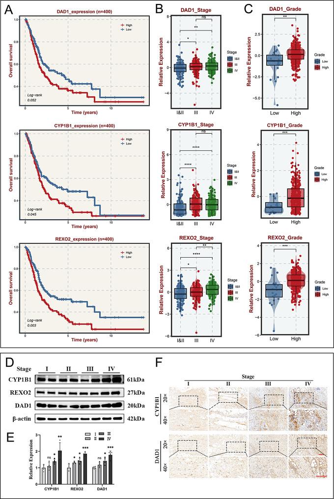 https://cdn.ncbi.nlm.nih.gov/pmc/blobs/2931/12175387/65df7e202be4/12967_2025_6682_Fig7_HTML.jpg