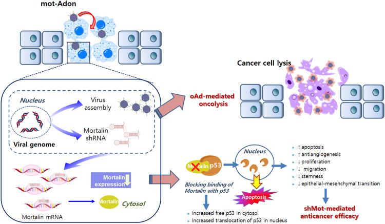 https://cdn.ncbi.nlm.nih.gov/pmc/blobs/2931/9290191/217446196af3/fcell-10-914540-g001.jpg