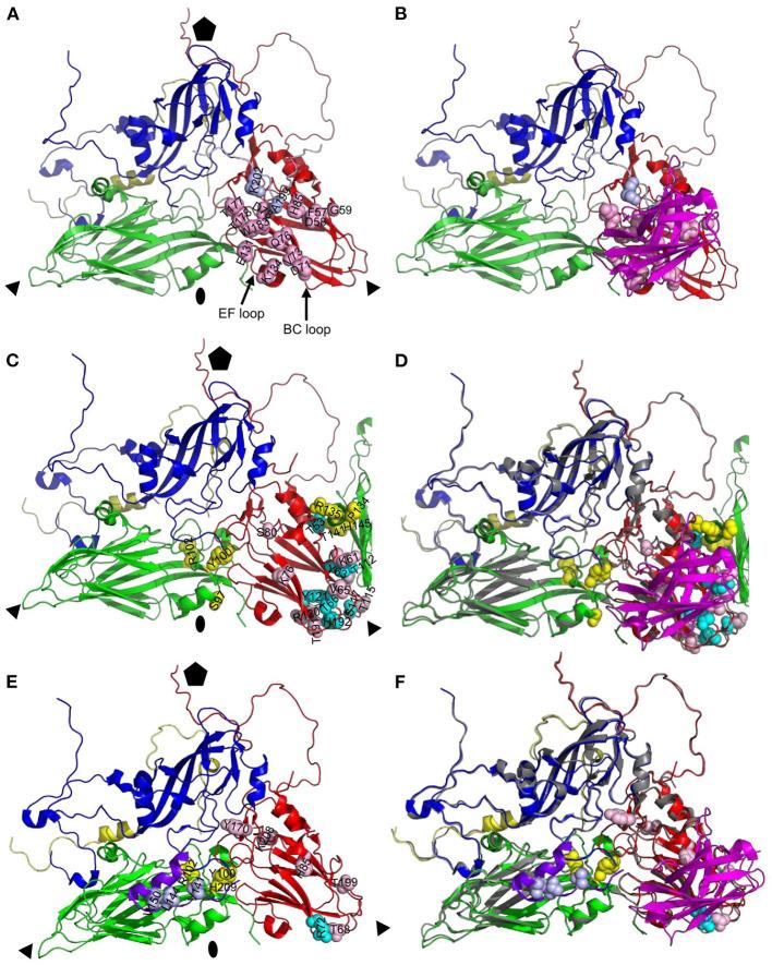 https://cdn.ncbi.nlm.nih.gov/pmc/blobs/2931/9869066/7c30ff6b291c/fvets-09-1040802-g0006.jpg