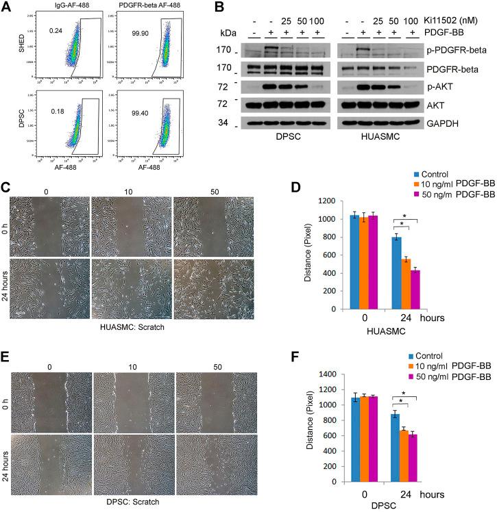https://cdn.ncbi.nlm.nih.gov/pmc/blobs/2936/9627550/110210e4edd2/fcell-10-977725-g005.jpg