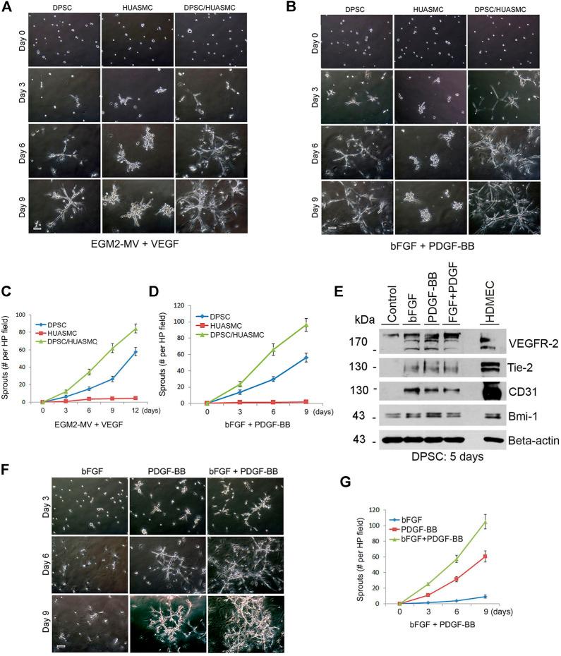 https://cdn.ncbi.nlm.nih.gov/pmc/blobs/2936/9627550/268199349563/fcell-10-977725-g002.jpg
