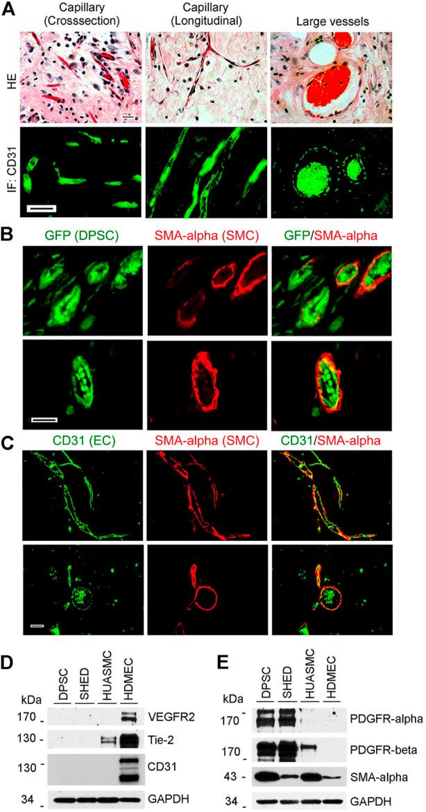 https://cdn.ncbi.nlm.nih.gov/pmc/blobs/2936/9627550/df76a6c62eaf/fcell-10-977725-g001.jpg