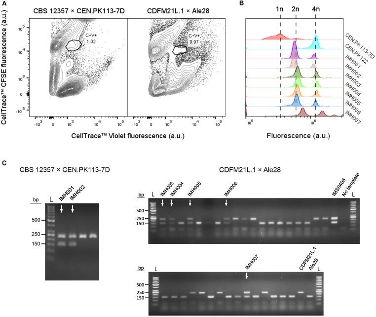 https://cdn.ncbi.nlm.nih.gov/pmc/blobs/2937/6498416/cc7c691e541e/fmicb-10-00871-g003.jpg
