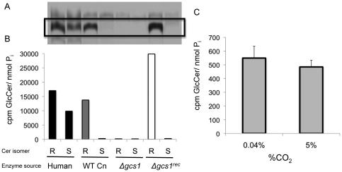https://cdn.ncbi.nlm.nih.gov/pmc/blobs/293c/3024982/0bad44ce4786/pone.0015572.g005.jpg