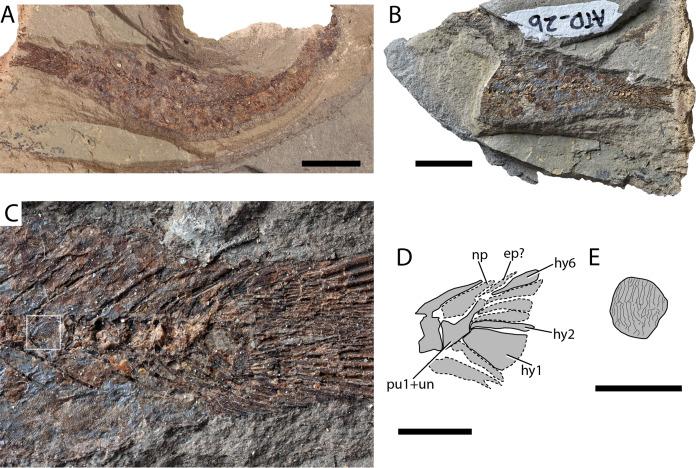 https://cdn.ncbi.nlm.nih.gov/pmc/blobs/2941/7825367/fa3a819bf6bc/peerj-09-10676-g007.jpg