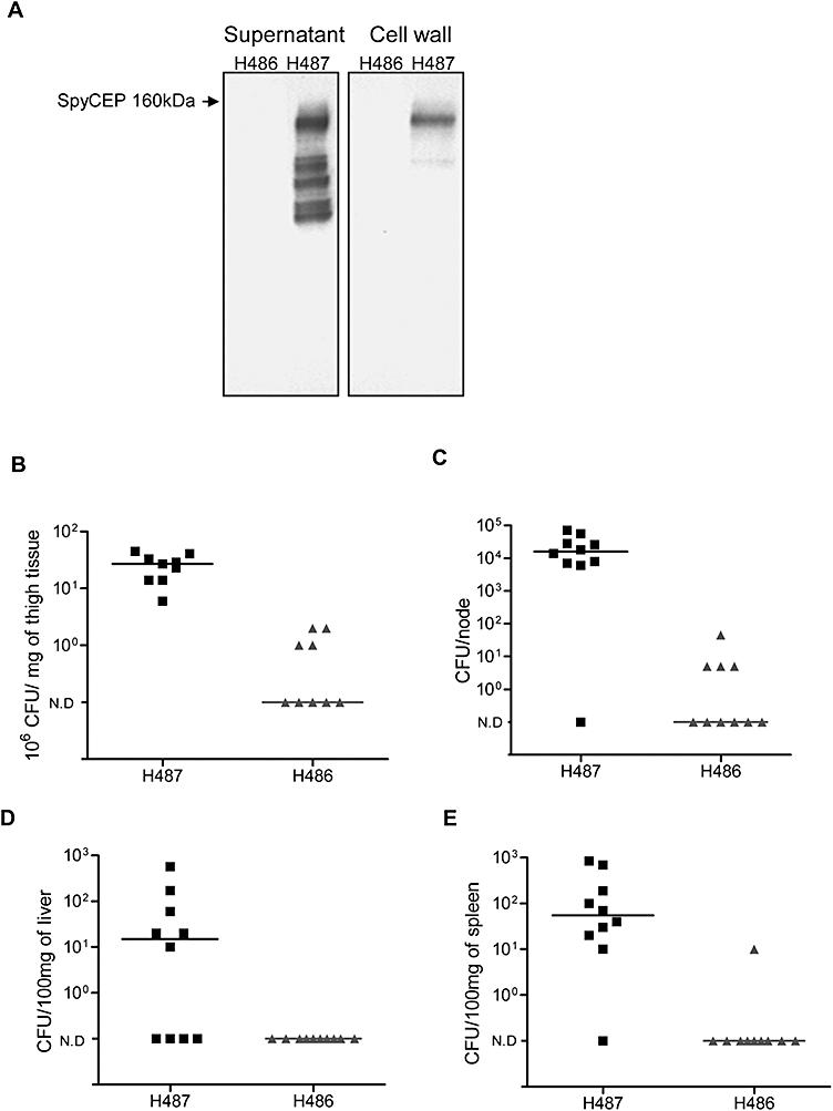 https://cdn.ncbi.nlm.nih.gov/pmc/blobs/2944/2904501/70ba6d93d8ed/mmi0076-1387-f4.jpg