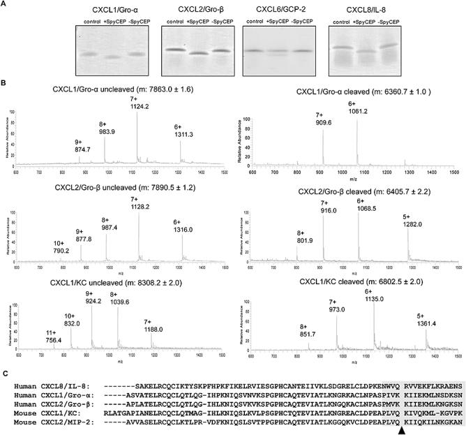 https://cdn.ncbi.nlm.nih.gov/pmc/blobs/2944/2904501/bf790e65df99/mmi0076-1387-f1.jpg