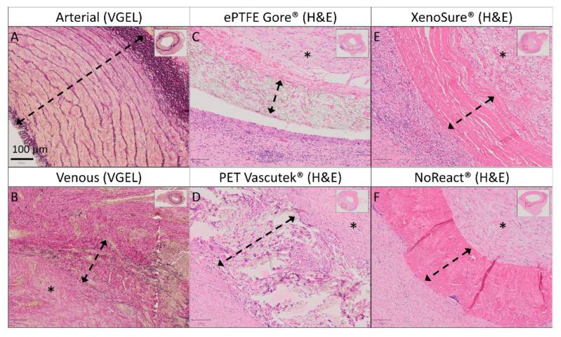 https://cdn.ncbi.nlm.nih.gov/pmc/blobs/2944/8954945/06e5195155b6/ijms-23-03310-g008.jpg