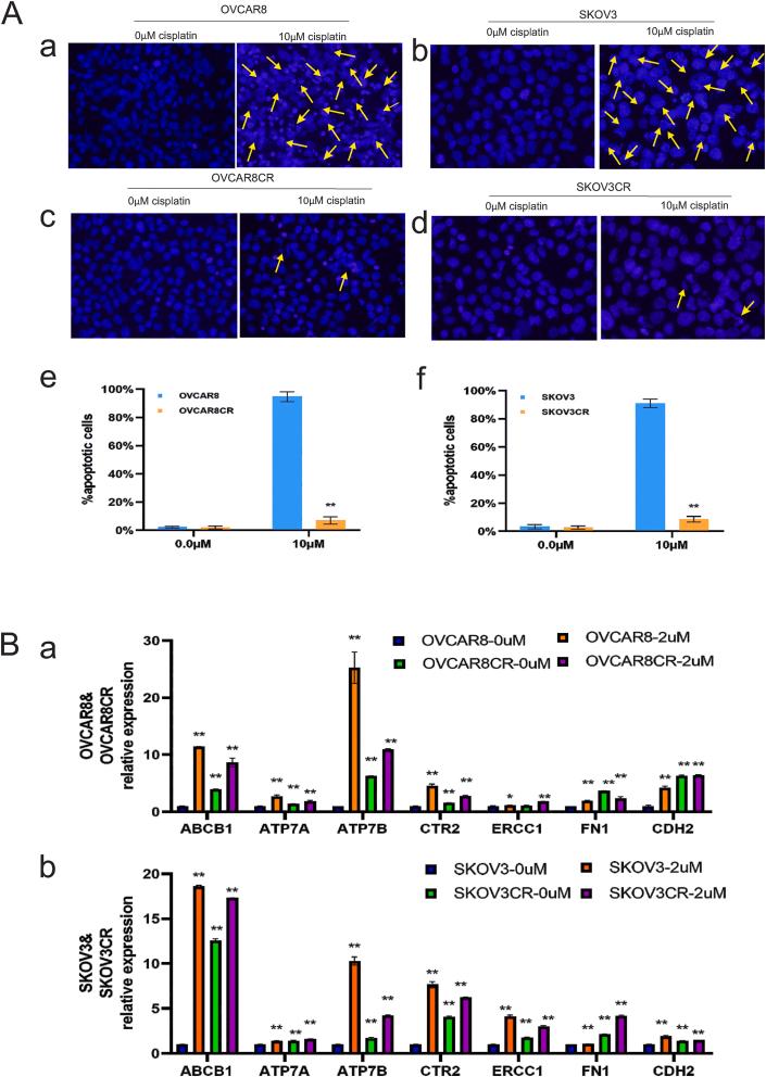https://cdn.ncbi.nlm.nih.gov/pmc/blobs/2945/10311098/49abd0d38252/gr2.jpg