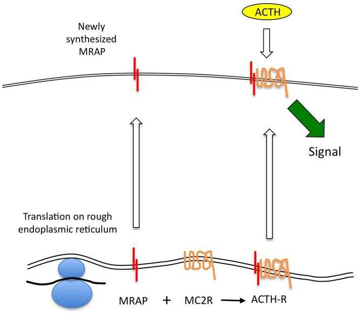 https://cdn.ncbi.nlm.nih.gov/pmc/blobs/2945/6676219/736a96419524/fendo-10-00491-g0001.jpg