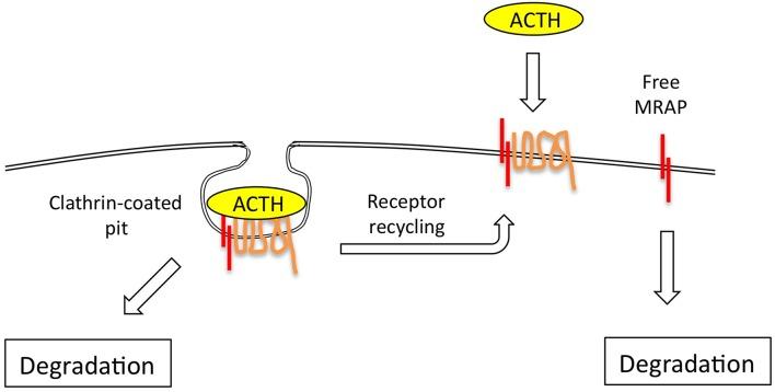 https://cdn.ncbi.nlm.nih.gov/pmc/blobs/2945/6676219/ab6538907137/fendo-10-00491-g0003.jpg