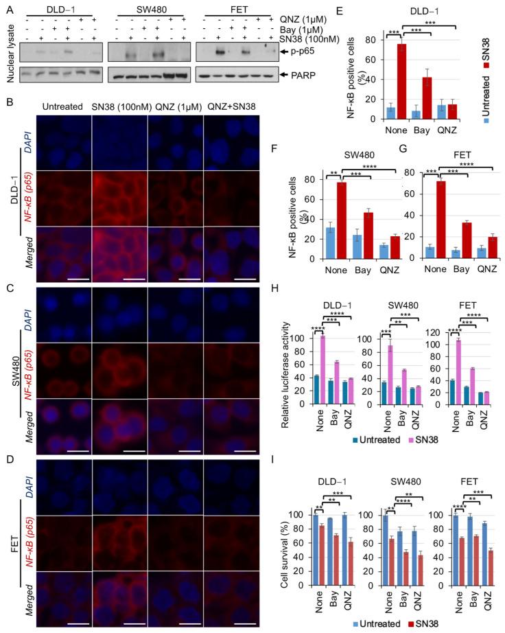 https://cdn.ncbi.nlm.nih.gov/pmc/blobs/2947/11505920/12432be92889/cancers-16-03491-g003.jpg