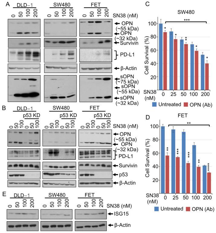 https://cdn.ncbi.nlm.nih.gov/pmc/blobs/2947/11505920/b1187539425d/cancers-16-03491-g002.jpg