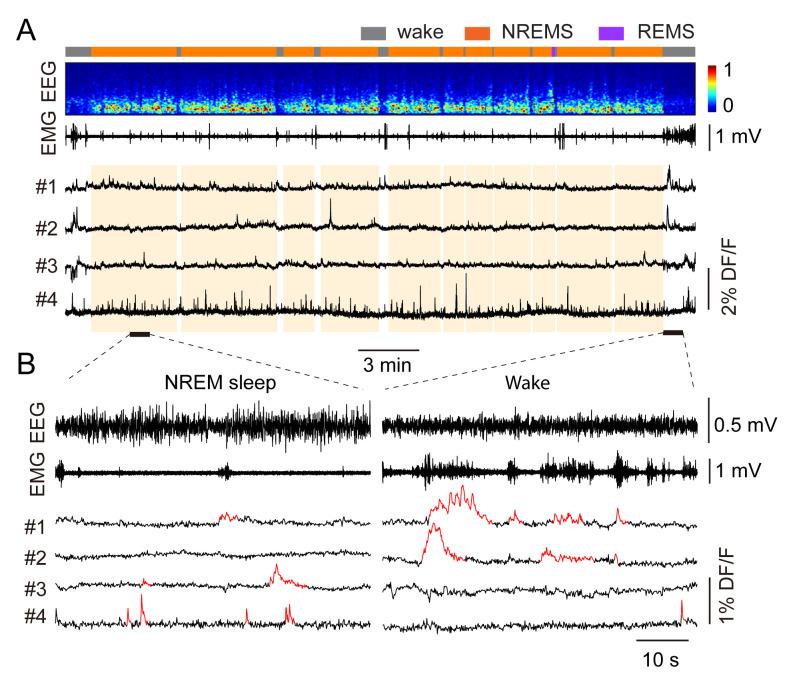 https://cdn.ncbi.nlm.nih.gov/pmc/blobs/2949/10176210/22fb453548f0/BioProtoc-13-09-4664-g012.jpg