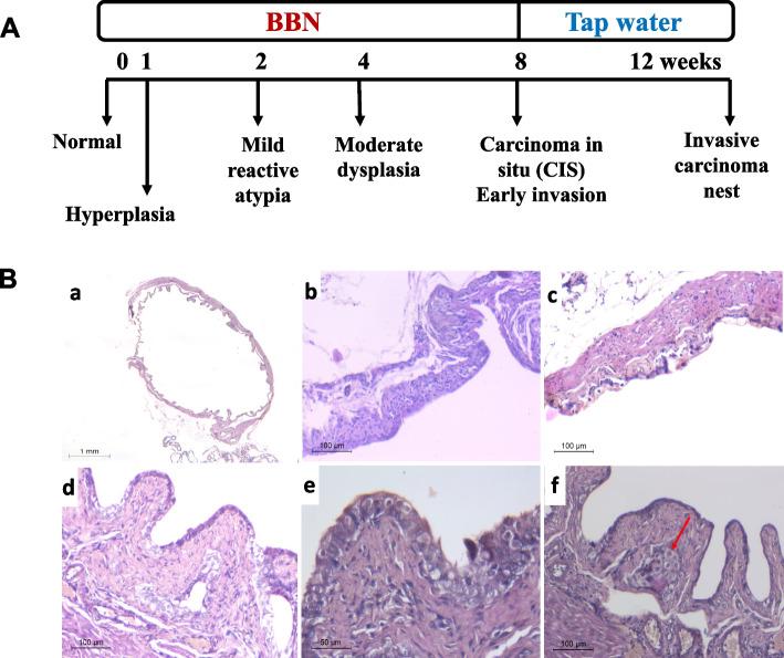 https://cdn.ncbi.nlm.nih.gov/pmc/blobs/294a/11308388/51ee20acb520/12885_2024_12683_Fig2_HTML.jpg