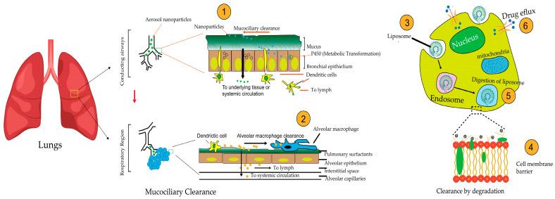 https://cdn.ncbi.nlm.nih.gov/pmc/blobs/294d/12389606/fedec1139304/pharmaceutics-17-00996-g003.jpg