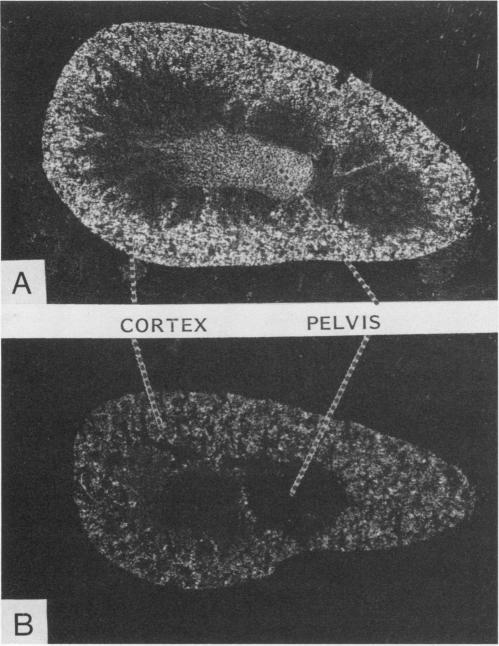 https://cdn.ncbi.nlm.nih.gov/pmc/blobs/2950/260623/62669e2558f6/iai00092-0181-a.jpg
